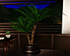 Twilight Potted Palm