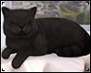 [JR] Black Sleepy Cat