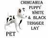 CHIHUAHUA/PET/WHITE/BLK