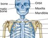 Body Skeleton Chart