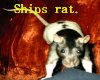 Ships rat