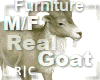 R|C Goat Cozy Furniture