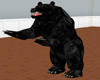 {K}Black Bear