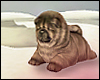e chow chow