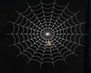|L| Wolf Spider on Web
