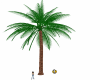 Palm-Tree-w-2-stndspts