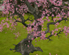 [kyh]zen tree2