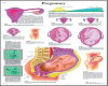 SD Pregnancy Chart