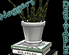Books & Cactus White