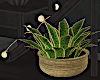 Plants Stand w Lights