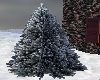 Spruce Tree w/ Snow