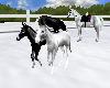 NS NewBorn HorsePlay