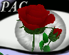 *PAC* Red Table Roses