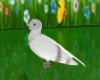 Animated White Pigeon