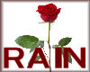 Valentine Rain Roses