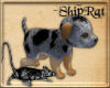 SR- Blue Merle Chi - Pet