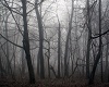 Dark Forest Surround