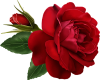 Large Red Rose