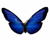 Blazing Blue Butterfly