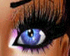 (A) Violet Blue Eyes