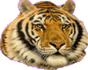 Ali-tiger6