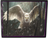 BH Owl Pic