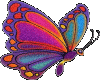 Animated Butterfly 12