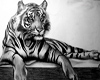 Tiger 1 Framed