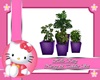 Hello Kitty plants