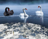 dome swan lake