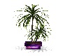 Purple Club Plants