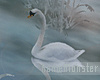 hm l Swan Lover
