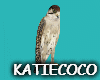 Falcon bird