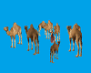 group camels