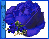M Royal Blue Rose med
