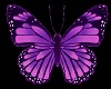 Purple Wings Anitmated