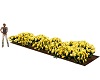 Yellow Roses FlowerBed 1