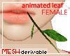 Animated Leaf