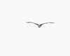 Animated Flying Eagle