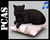 Cat/Pillow + Radio