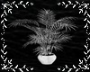 whitw plant