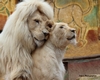 POSTER - couple lions