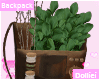 ! Backpack Plant Herb
