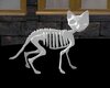 Cat Skeleton