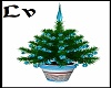 Blue Christmas Plant
