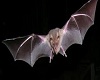 Flying VAMPIRE BAT pet