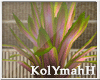KYH | XOXO plant
