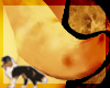 Shelt: Venus Tail