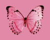 (M) Pink Butterflies