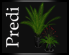 HousePlants 1